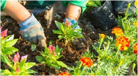 How to Plant and Maintain Your New Garden